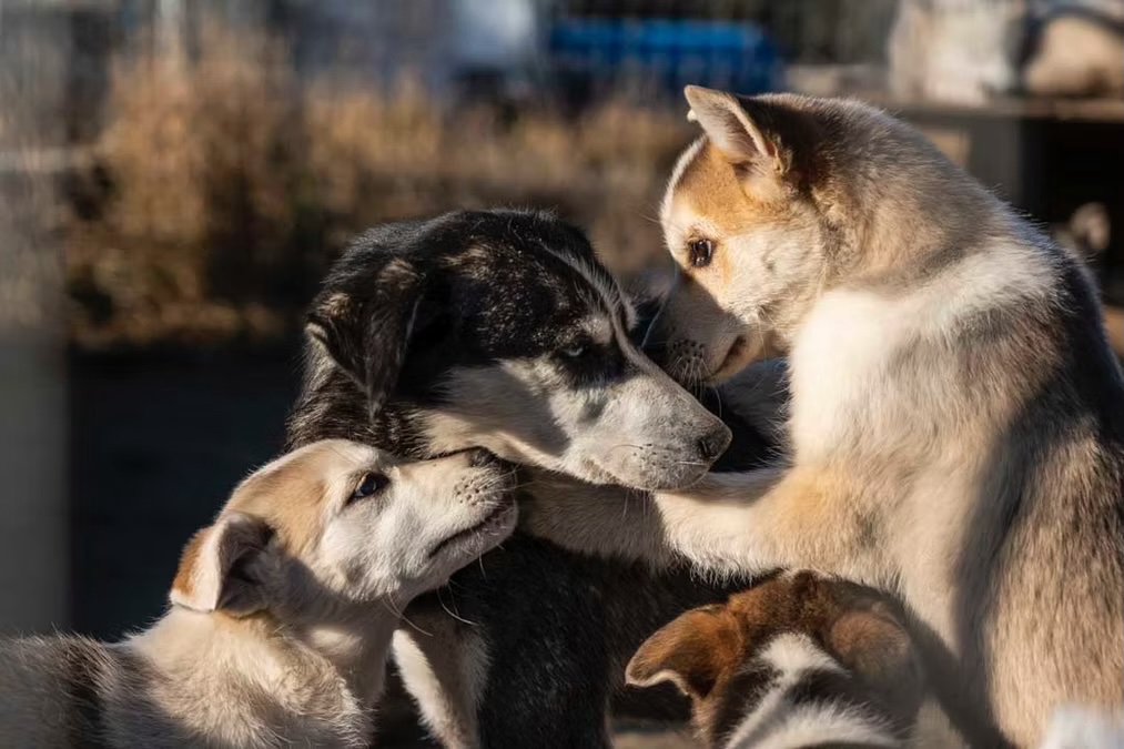 Husky puppies playing in the sun