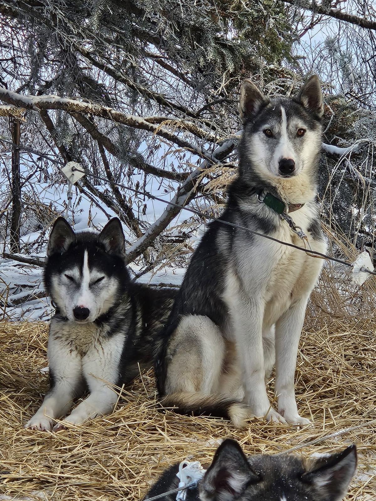 Two huskies resting on straw under frosted branches