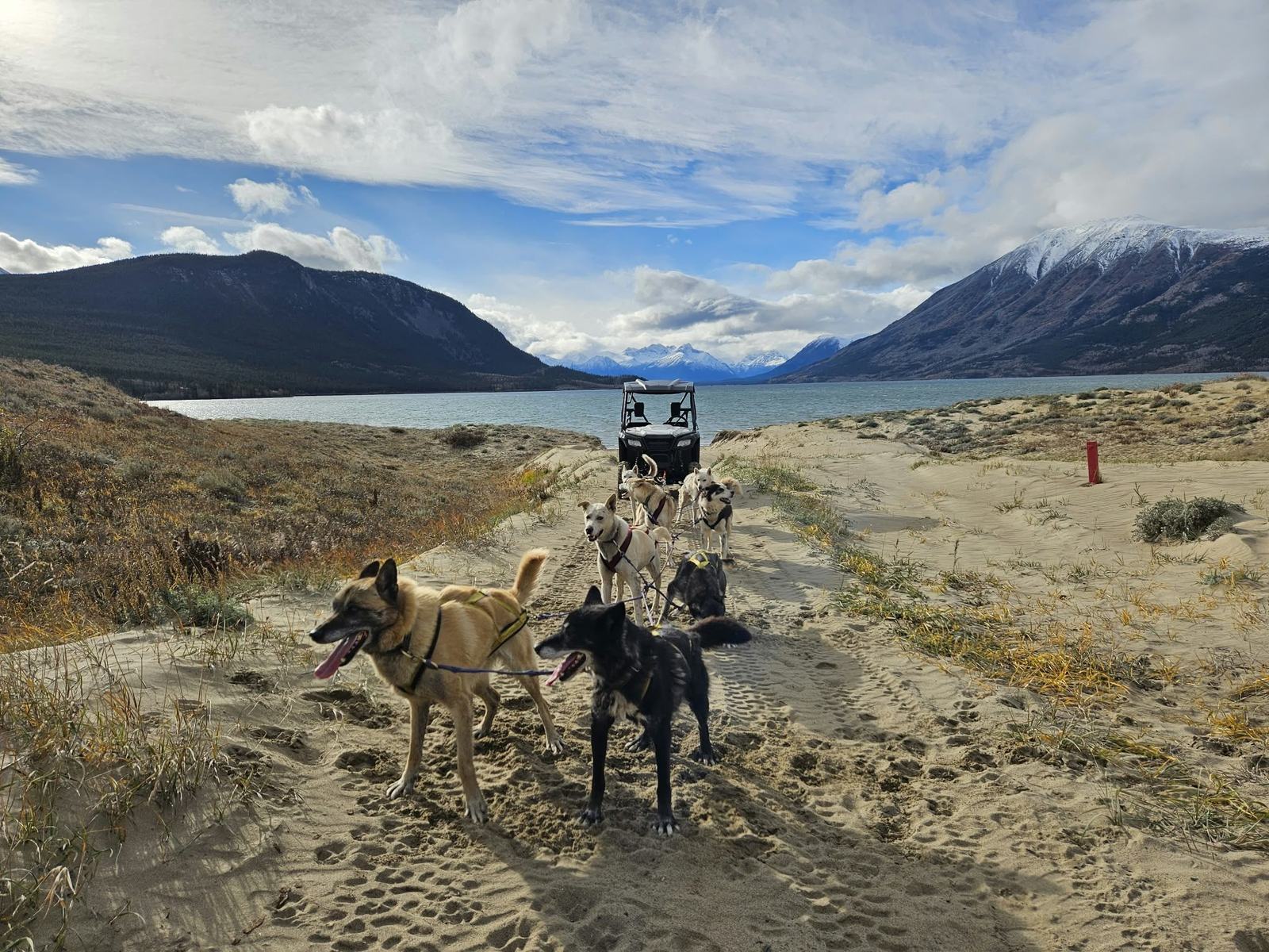 Husky team and training buggy on a sandy trail by a lake below the Yukon mountains