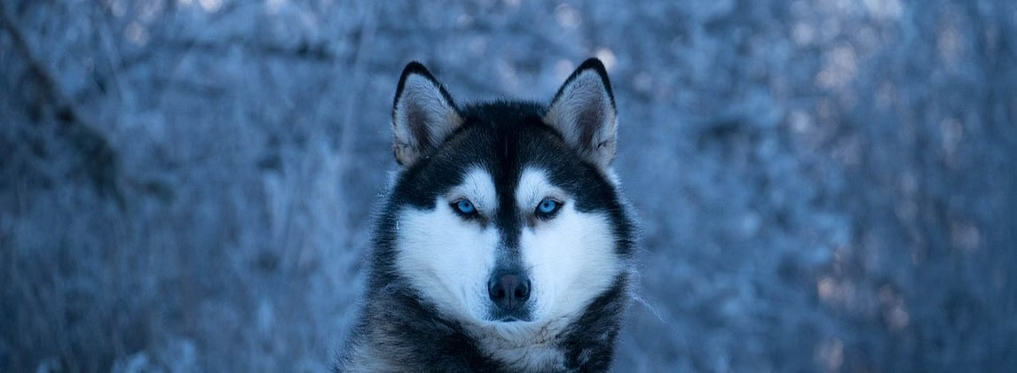Tornak, one of the Boreal Kennels huskies, in a frosted forest