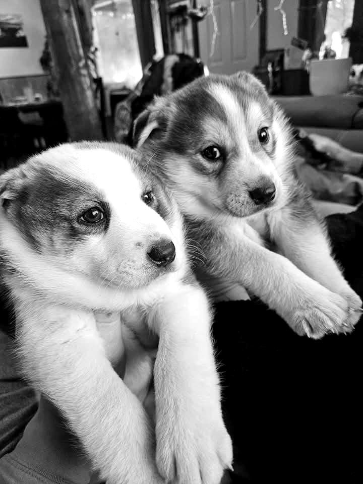 Chinook and Giro, husky puppies born at the kennel